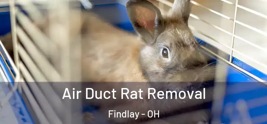  Air Duct Rat Removal Findlay - OH