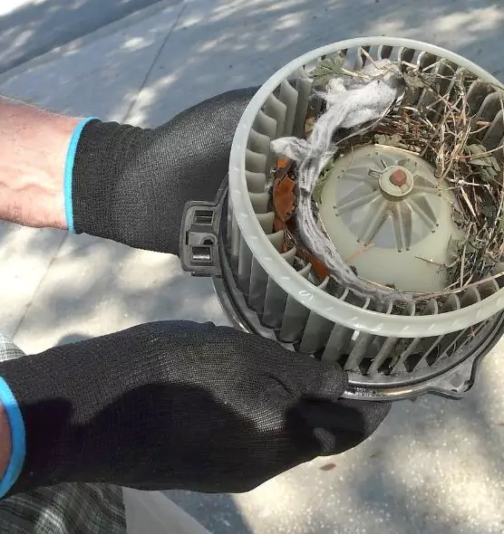 About Air Duct Mice Removal in Findlay, OH